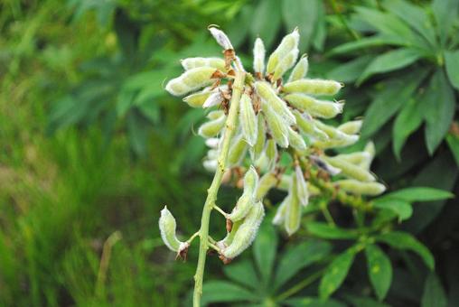 Photo, weed, grass, natural, 