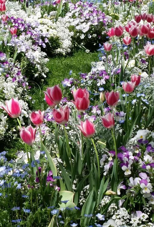 沢山の花に癒されて 5月,チューリップ,フィールドの写真素材