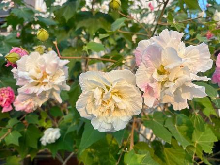 庭に咲く秋の大輪の花 秋,空,植物の写真素材