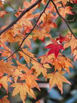 紅葉4 紅葉4の写真