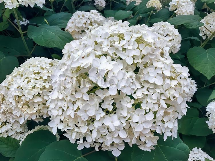 白いアジサイ あじさい,白,フラワーの写真素材