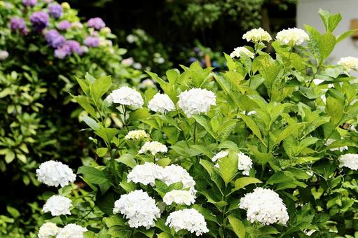 知識寺の紫陽花4 知識寺の紫陽花4 赤,たくさん,いっぱいの写真素材