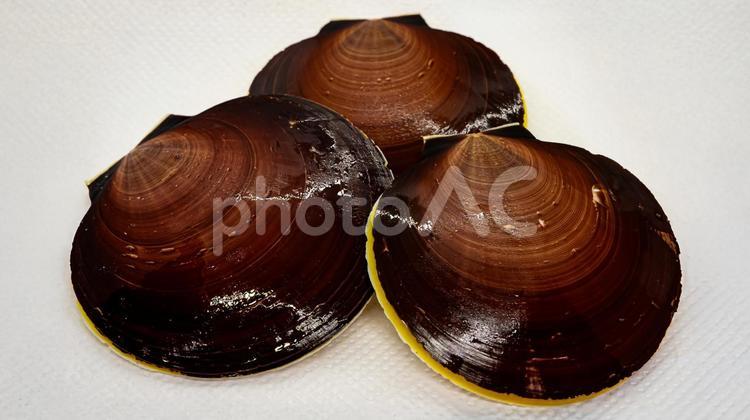 活　月日貝　白背景　クローズアップ 月日貝,貝類,貝殻の写真素材