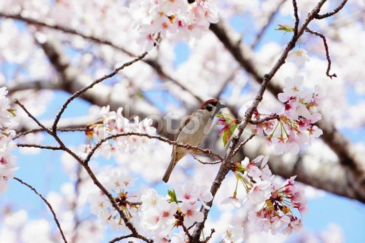 桜の木で一休み 素材,背景素材,背景の写真素材