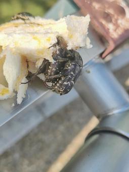 ハナムグリ ハナムグリ,甲虫,交尾の写真素材