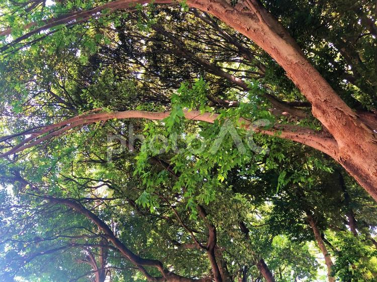 芝公園の木々 芝公園,散策,木の写真素材