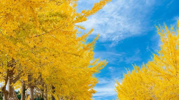 色づき始めたイチョウ並木2 色づき始めたイチョウ並木2 紅葉,秋,いちょうの写真素材