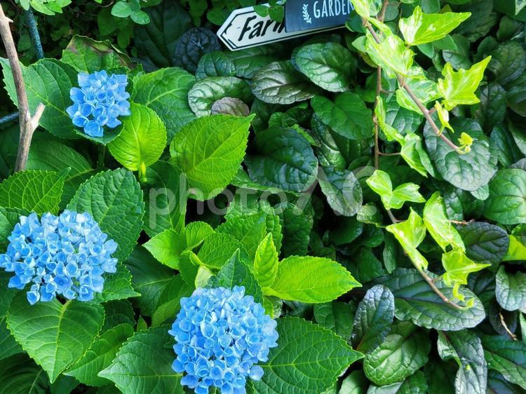 水色のあじさいのとアイビー　季節の花風景 あじさい,6月,水色の写真素材