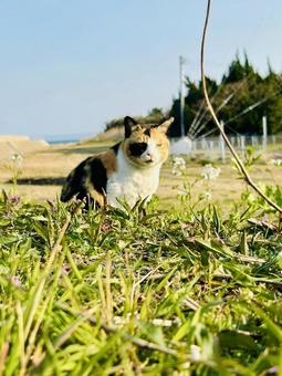 三毛猫 三毛猫の写真