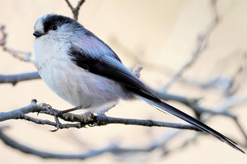 エナガ３ エナガ,小鳥,野鳥の写真素材