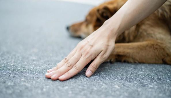 真夏、愛犬との散歩前に地面の温度を確認 真夏、愛犬との散歩前に地面の温度を確認の写真