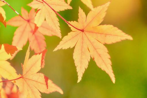 黄緑背景オレンジ色に色づくもみじの葉紅葉 黄緑背景オレンジ色に色づくもみじの葉紅葉 モミジ,紅葉,カエデの写真素材