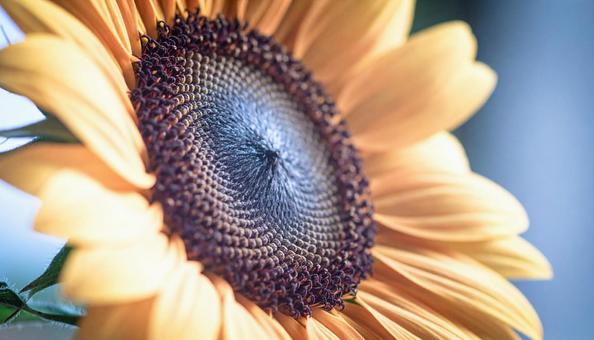 一輪のひまわりの花 一輪のひまわりの花の写真