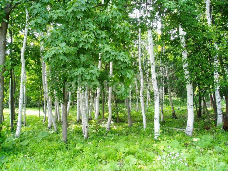 北海道の白樺並木 北海道,白樺,白樺並木の写真素材