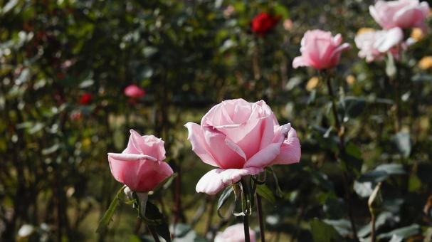 【花の写真】ばらの花 rose,植物,園芸の写真素材