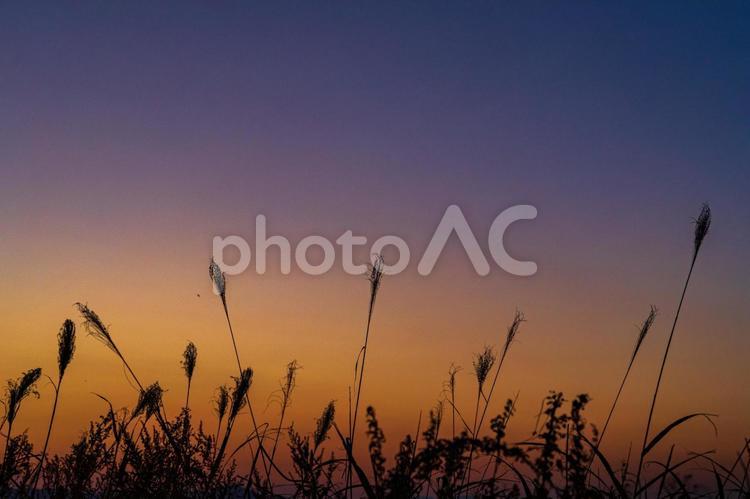 秋の夕暮れ 暁,日暮れ,ススキの写真素材