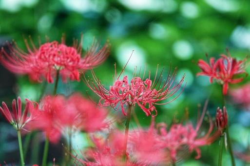 彼岸花に誘われて2 彼岸花に誘われて2の写真