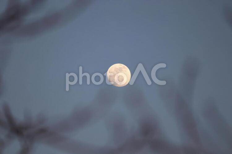 枝の上に浮ぶ月 月,月明り,夕暮れの写真素材