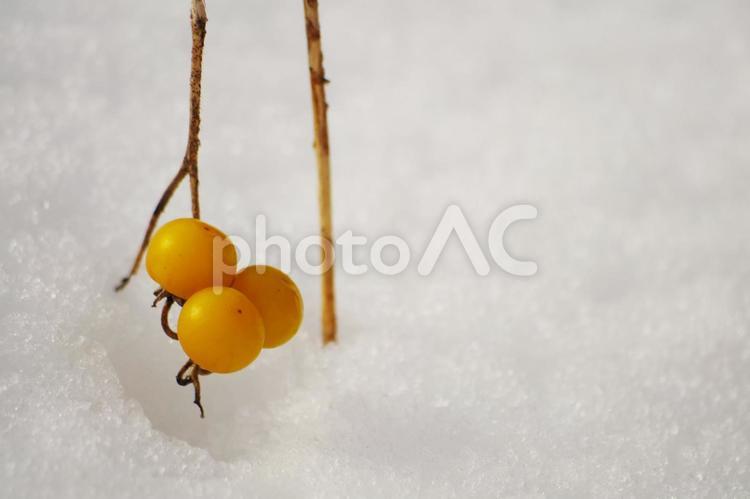 雪と木の実 余白,スペース,雪景色の写真素材