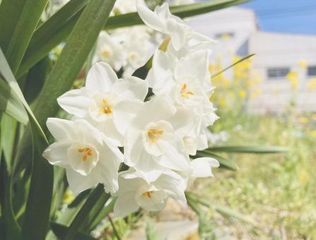 Photo, flower, daffodil, natural, 