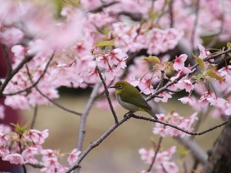 河津桜とメジロ。 河津桜とメジロ。 メジロ,野鳥,小鳥の写真素材