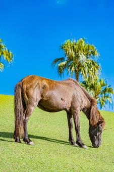 鹿児島　開聞山麓自然公園（トカラ馬牧場） 開聞山麓自然公園,トカラ馬牧場,開聞岳の写真素材