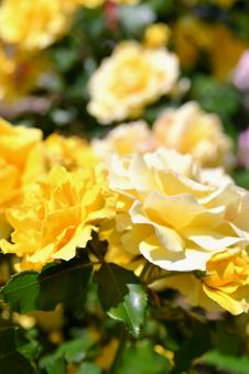 薔薇　ゴールドバニーの写真