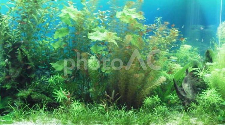水槽の中で泳いでいるメダカ 水槽,きれい,魚の写真素材
