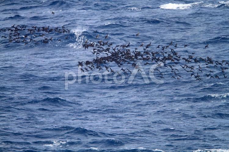 エトロフウミスズメ エトロフウミスズメ,ウミスズメ,野鳥の写真素材