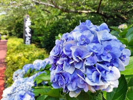 土肥金山に咲く紫陽花 土肥金山に咲く紫陽花 アジサイ,土肥金山,金鉱の写真素材