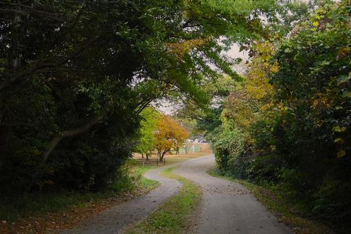 森の中の道 森,道,木の写真素材