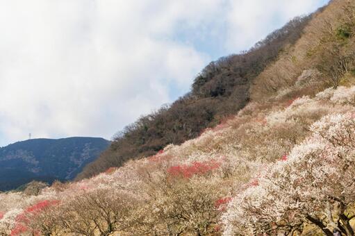 カラフルな梅の花のある風景 梅,迎春,梅の花の写真素材