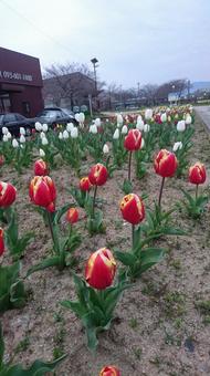 Red yellow tulips , JPG Red yellow tulips , JPG