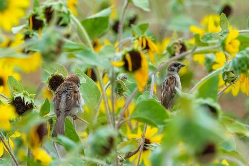 ひまわり畑でくつろぐスズメたち スズメ,鳥,野鳥の写真素材