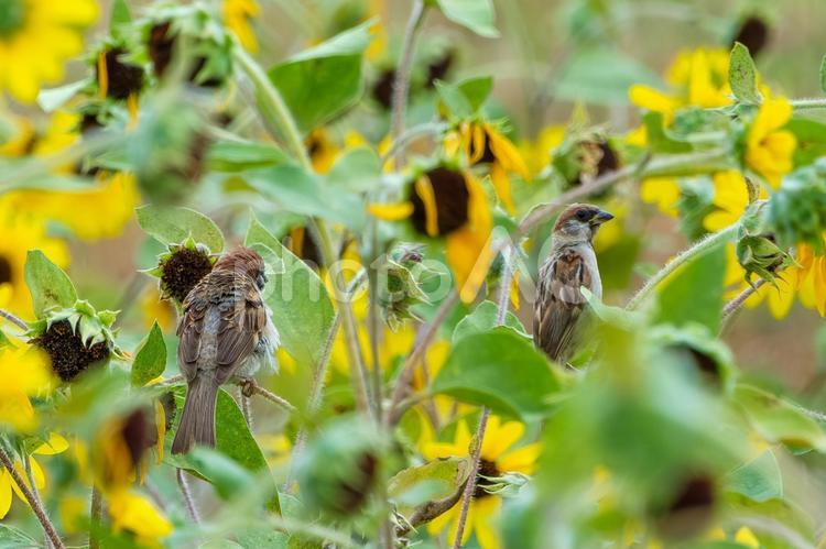 ひまわり畑でくつろぐスズメたち スズメ,鳥,野鳥の写真素材