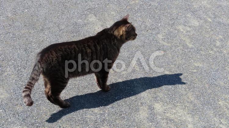 パトロールの途中で立ち止まるモフモフな猫 猫,キジトラ,パトロールの写真素材