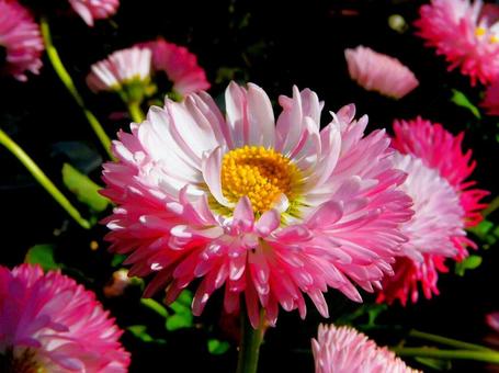 雛菊 雛菊の写真