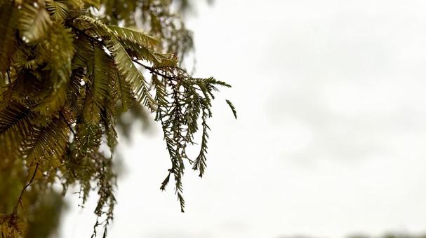 濡れた葉の写真