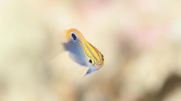 Black-spotted Damselfish Ishigaki Island, JPG