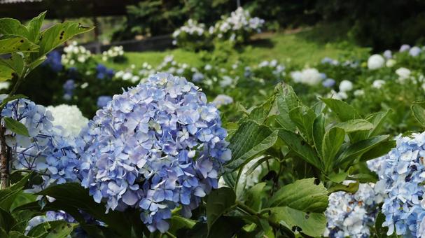 Hydrangea, JPG Hydrangea, JPG