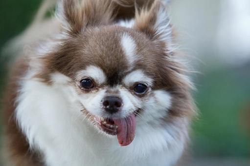 チワワのポートレート 犬,チワワ,可愛い犬の写真素材