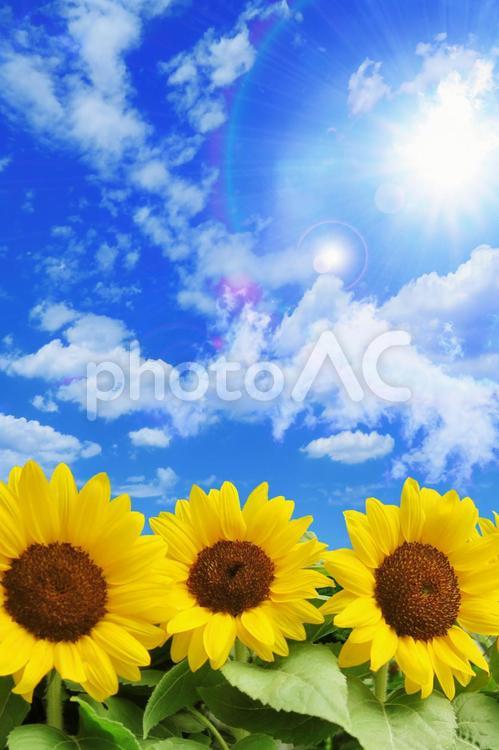 夏の太陽と青空とひまわり-縦位置 背景,壁紙,キラキラの写真素材