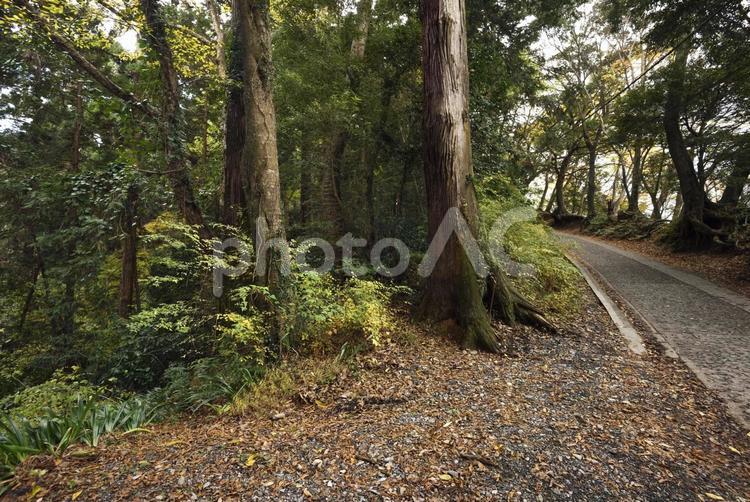 高尾山の自然　登山コース「1号路」沿い 高尾山,1号路,山の写真素材