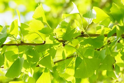 イチョウの葉の写真