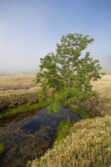 知床五湖の高架木道と池と木 知床五湖の高架木道と池と木 霧,青空,道東の写真素材