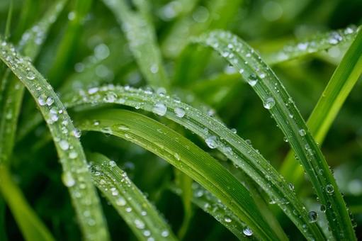光を反射して輝く草の葉の水滴 光を反射して輝く草の葉の水滴の写真