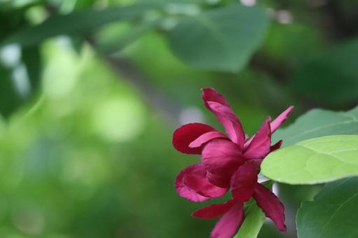 濃い赤いの花びらのアカバナロウバイの花の写真