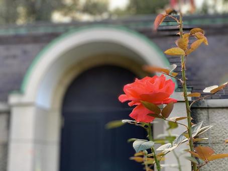 赤いバラの写真