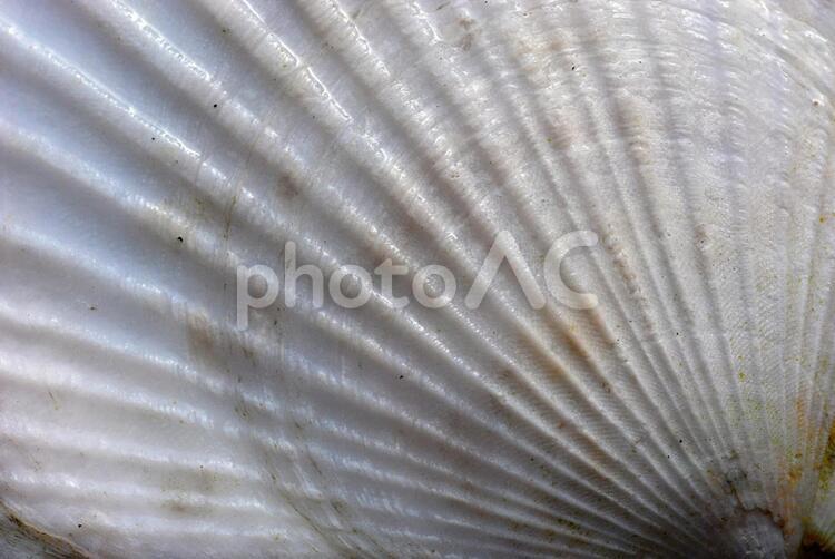 ホタテの貝殻の表面 ホタテ,帆立,貝殻の写真素材