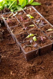 成長している育苗トレイの植物 成長している育苗トレイの植物 育苗トレイ,芽,植物の写真素材